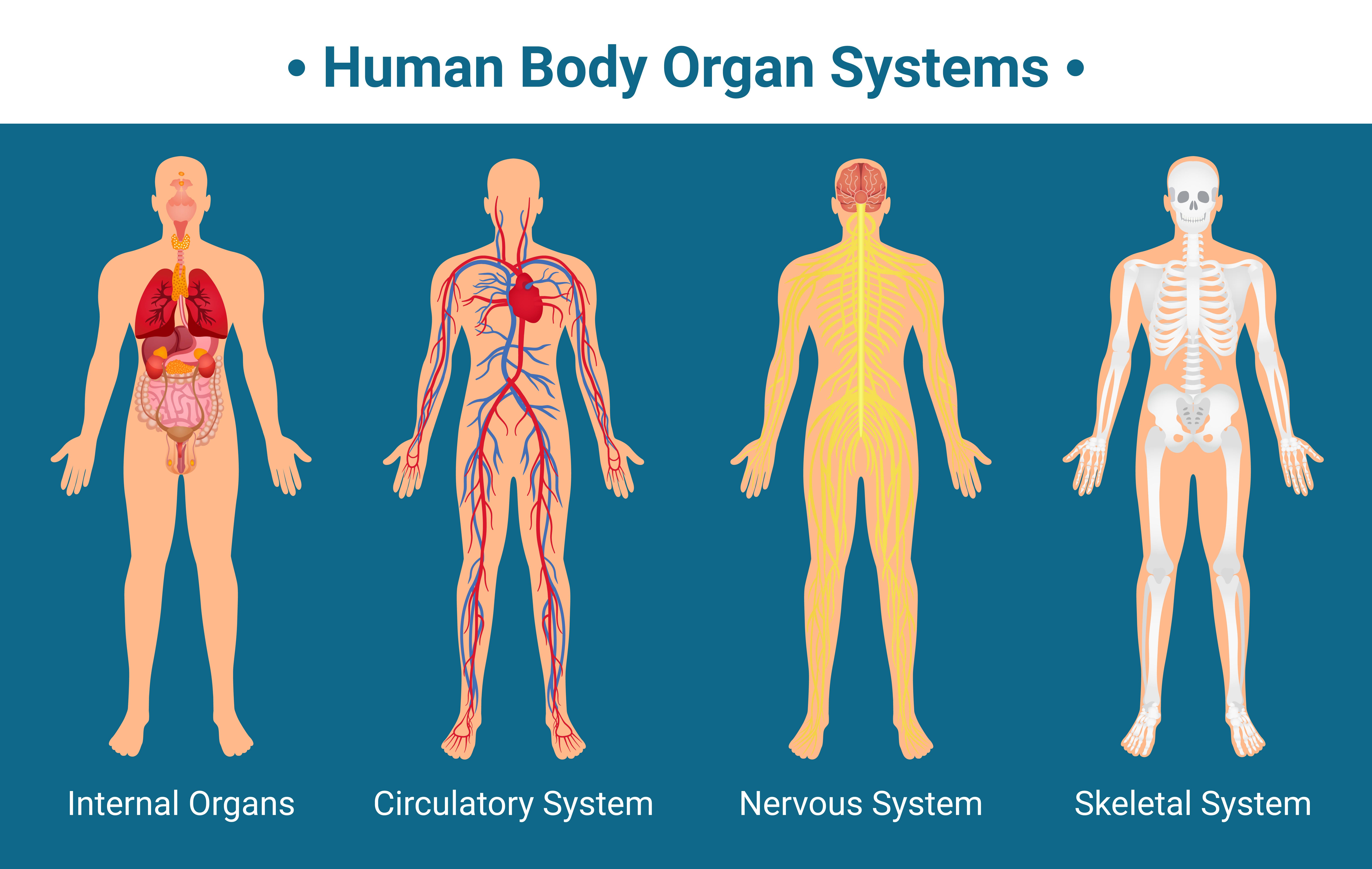 Detail Foto Organ Tubuh Manusia Nomer 51