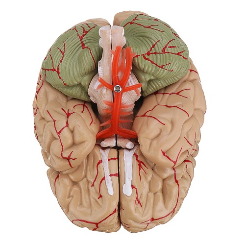 Detail Foto Otak Manusia Nomer 8
