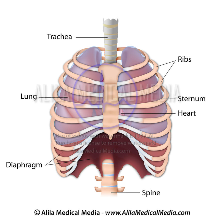 Detail Foto Thorax Adalah Nomer 34