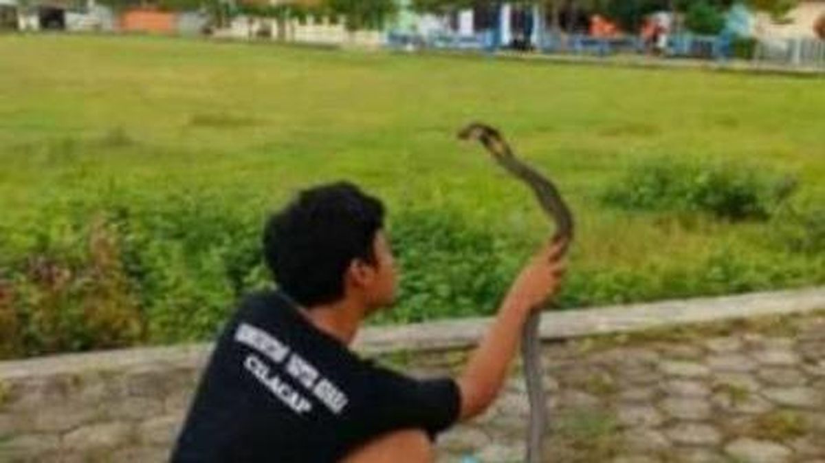 Detail Foto Ular Berkepala Manusia Di Pati Jawa Tengah Nomer 22