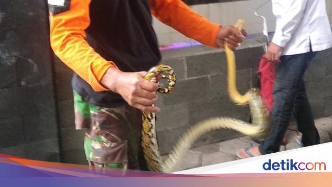 Detail Foto Ular Berkepala Manusia Di Pati Jawa Tengah Nomer 32