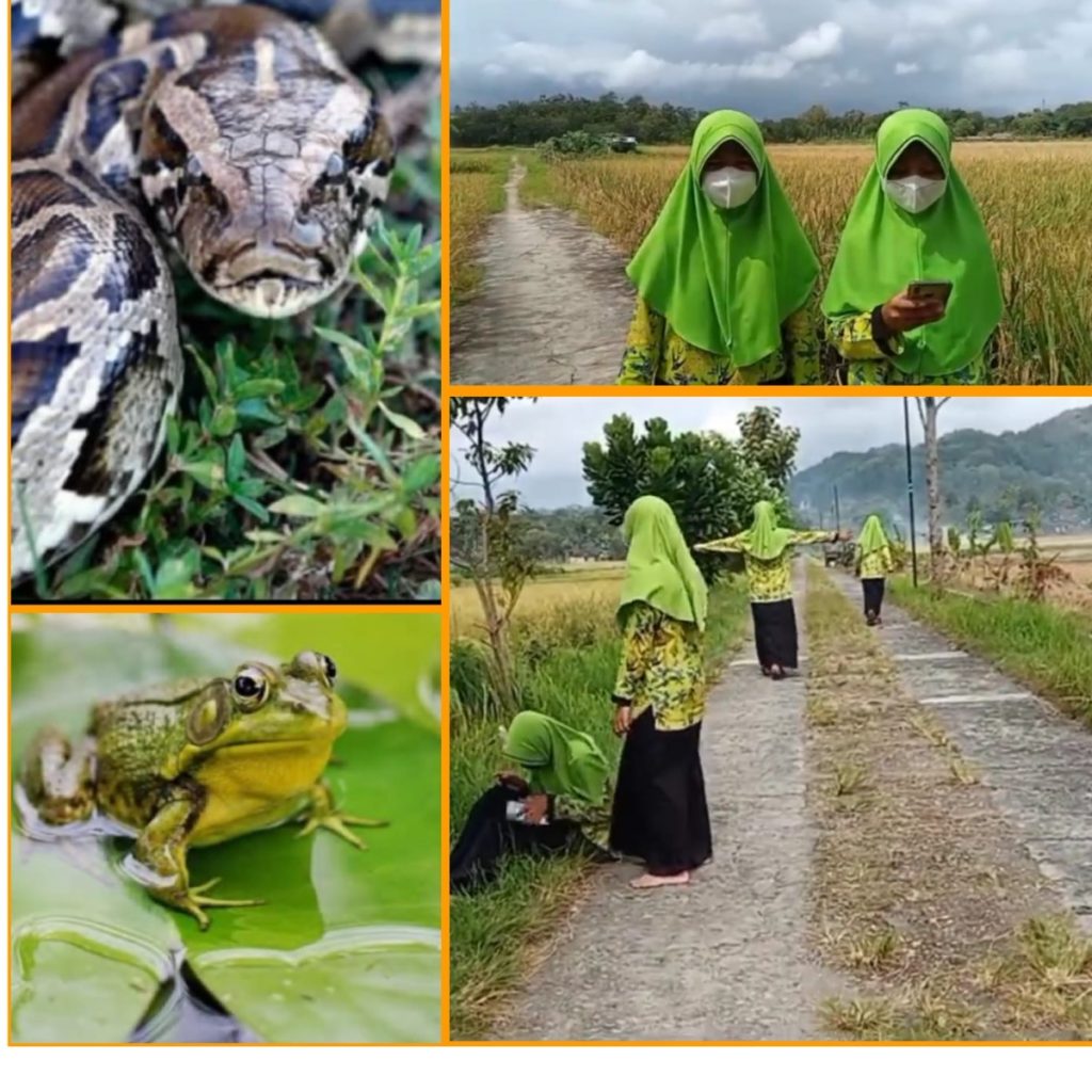 Detail Foto Ular Berkepala Manusia Di Pati Jawa Tengah Nomer 50