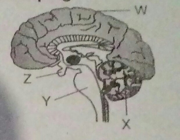 Detail Fungsi Bagian Otak Gambar Brainly Nomer 17