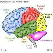 Detail Fungsi Bagian Otak Gambar Brainly Nomer 20