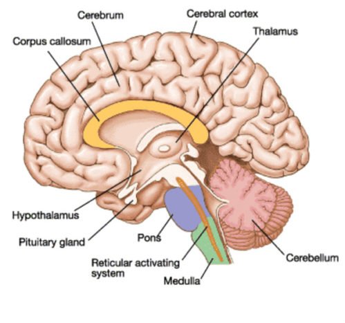 Detail Fungsi Bagian Otak Gambar Brainly Nomer 25