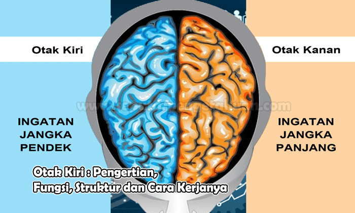 Detail Fungsi Bagian Otak Gambar Brainly Nomer 34