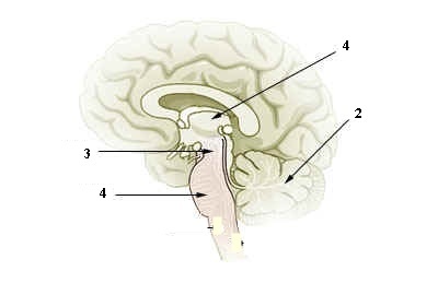 Detail Fungsi Bagian Otak Gambar Brainly Nomer 35