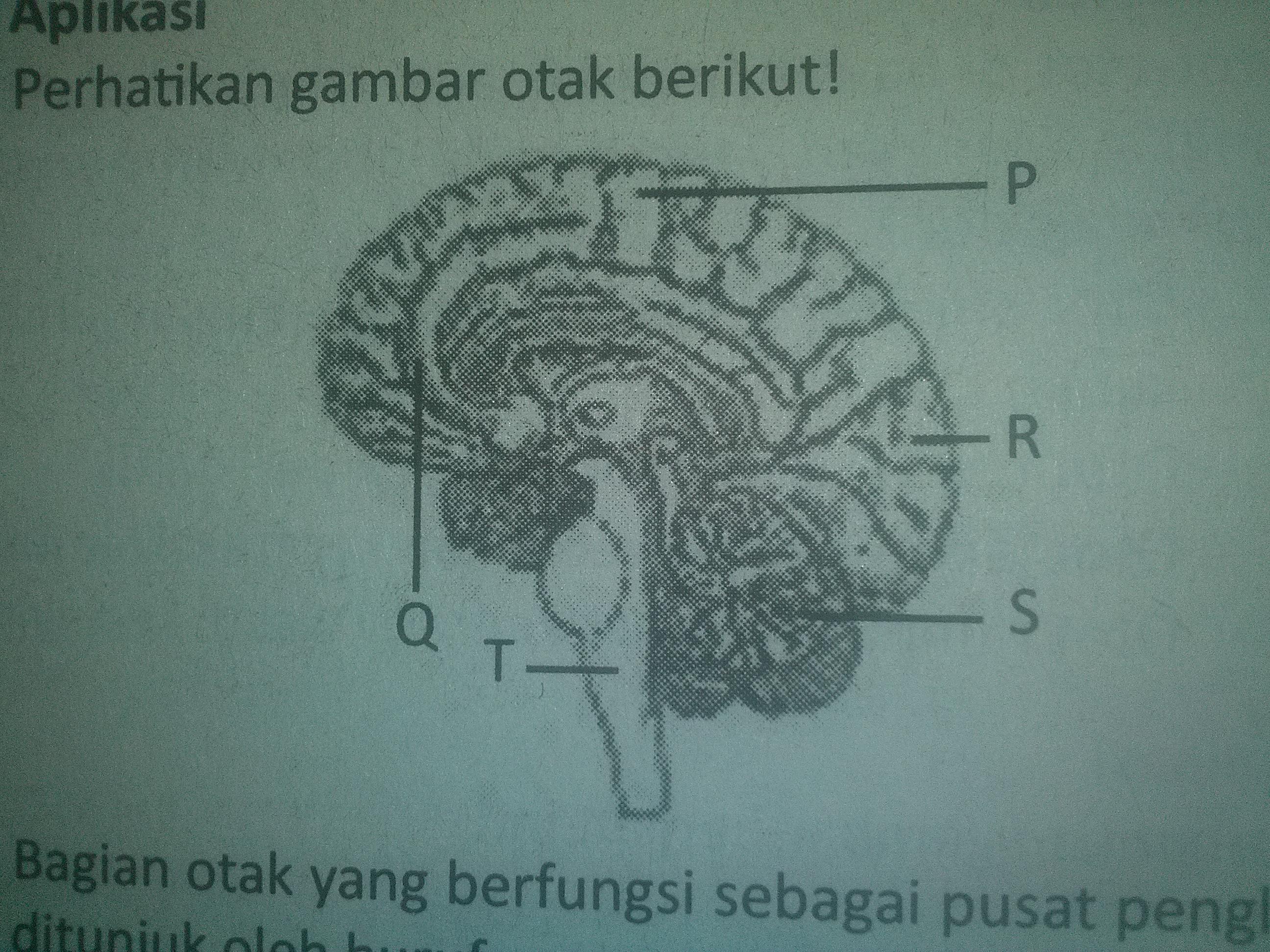 Detail Fungsi Bagian Otak Gambar Brainly Nomer 5