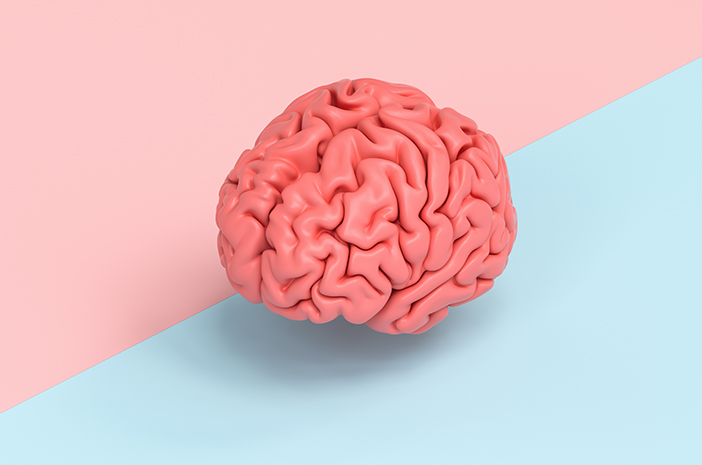Detail Fungsi Bagian Otak Gambar Brainly Nomer 47