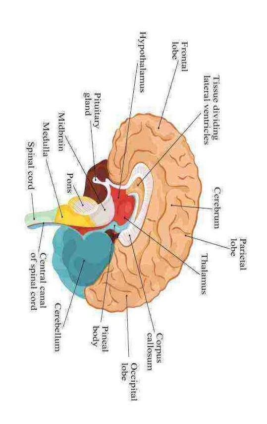 Detail Fungsi Bagian Otak Gambar Brainly Nomer 7