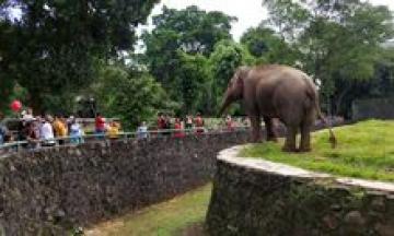 Download Gajah Dan Jerapah Nomer 40