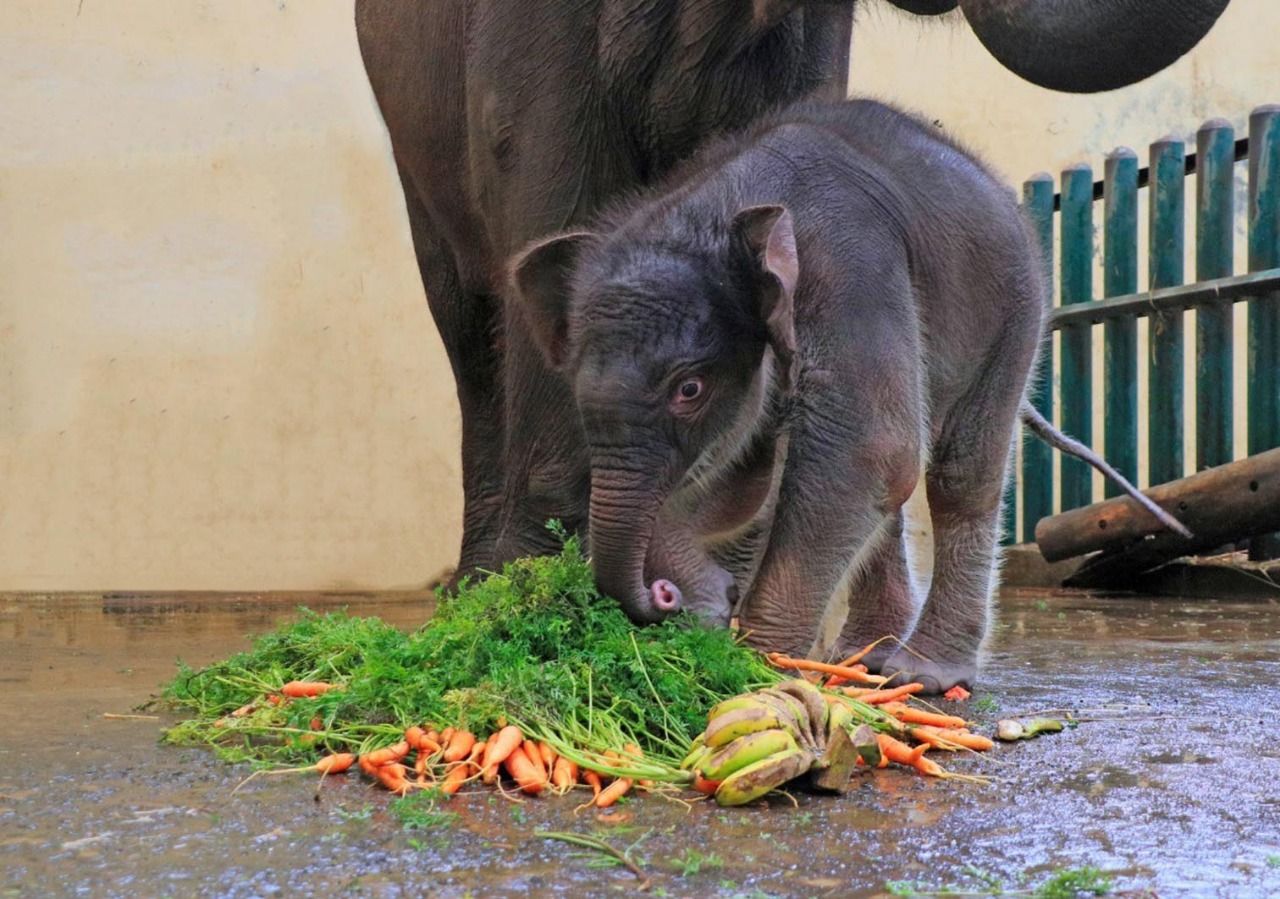 Detail Gajah Makan Apa Nomer 10