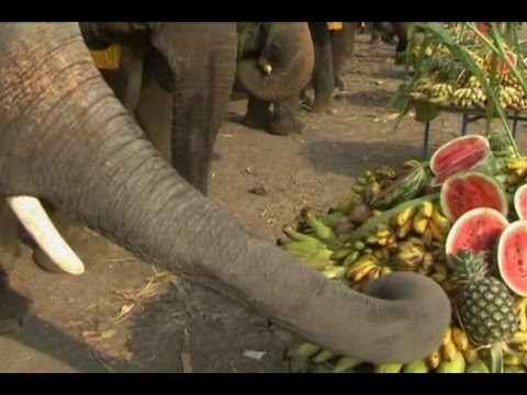 Detail Gajah Makan Apa Nomer 3