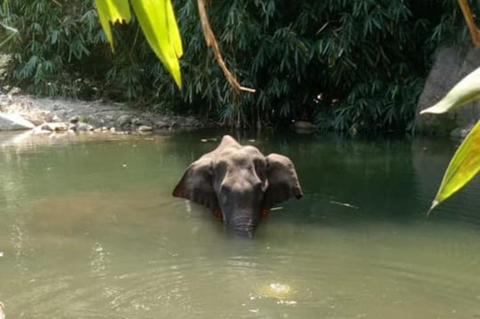 Detail Gajah Makan Apa Nomer 20