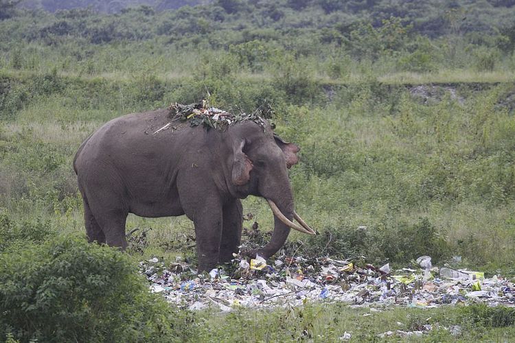 Detail Gajah Makan Apa Nomer 22