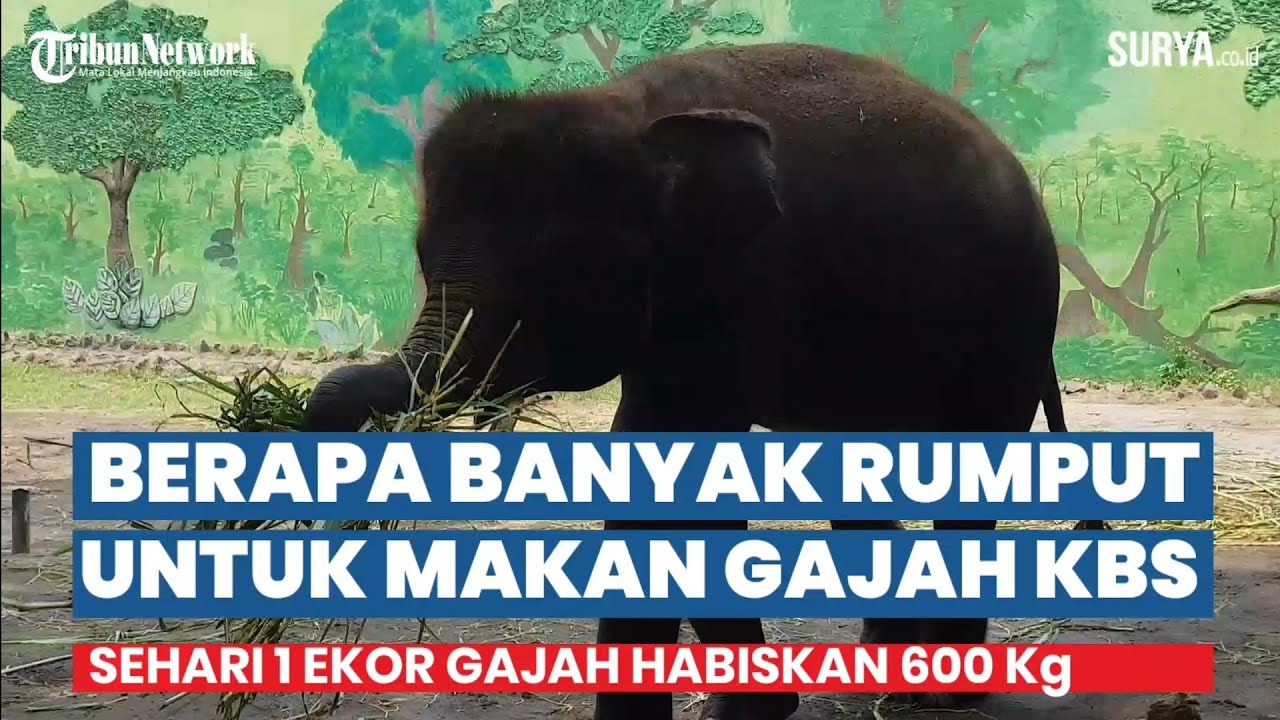 Detail Gajah Makan Apa Nomer 27