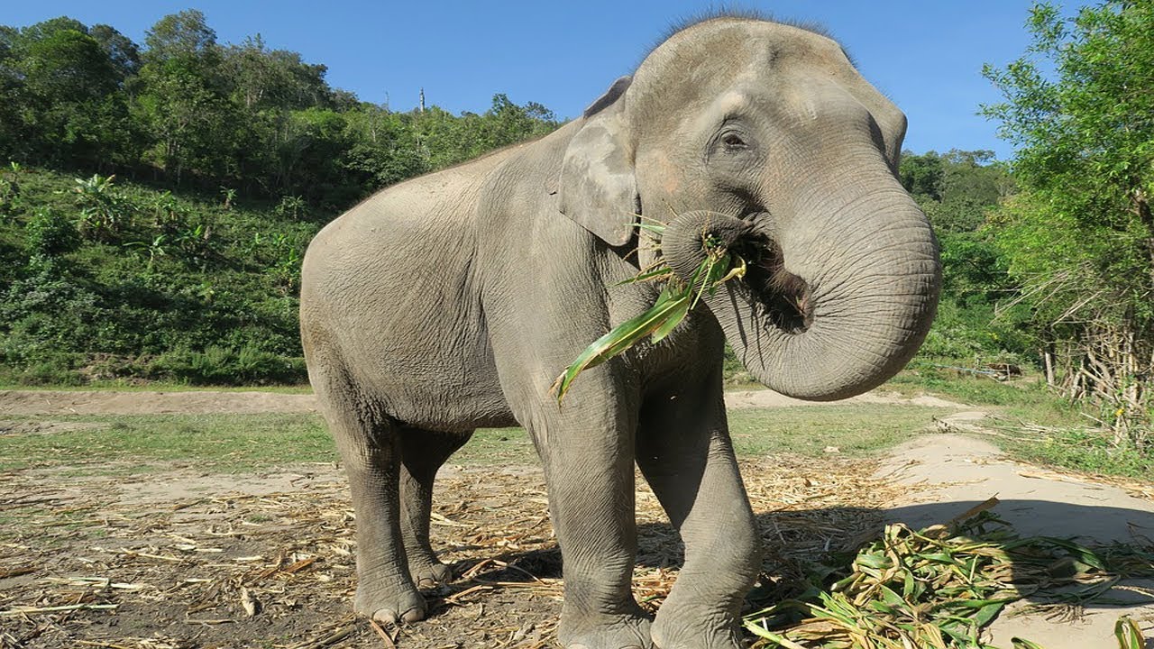 Detail Gajah Makan Apa Nomer 4