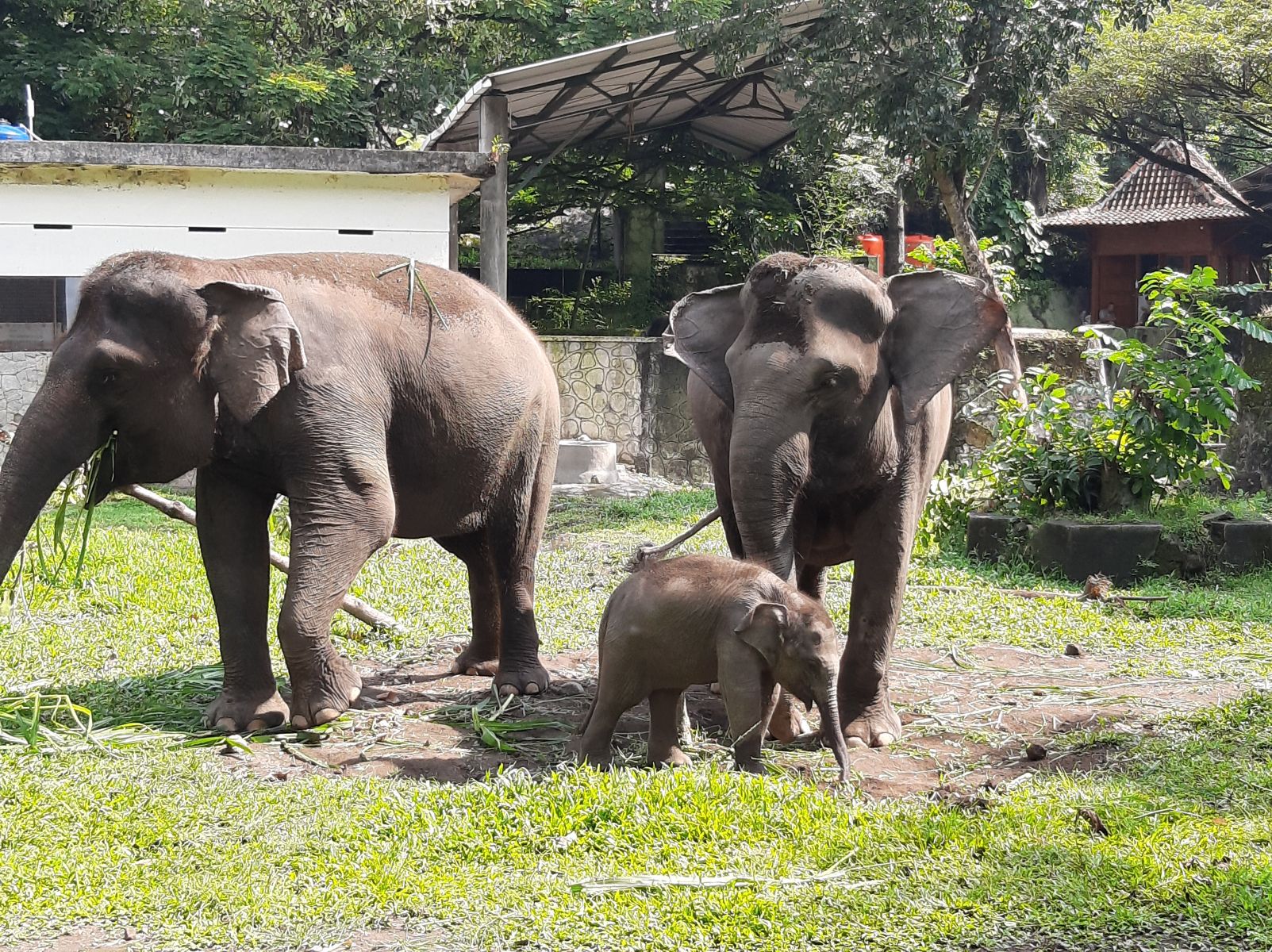 Detail Gajah Makan Apa Nomer 34