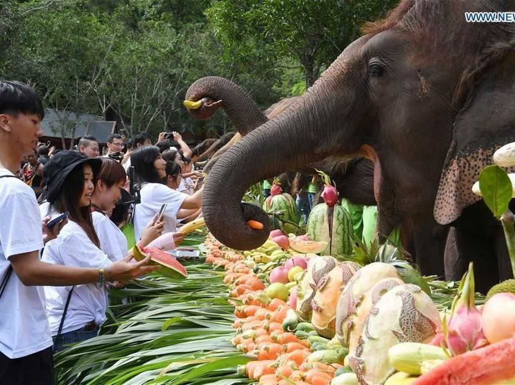 Detail Gajah Makan Apa Nomer 47