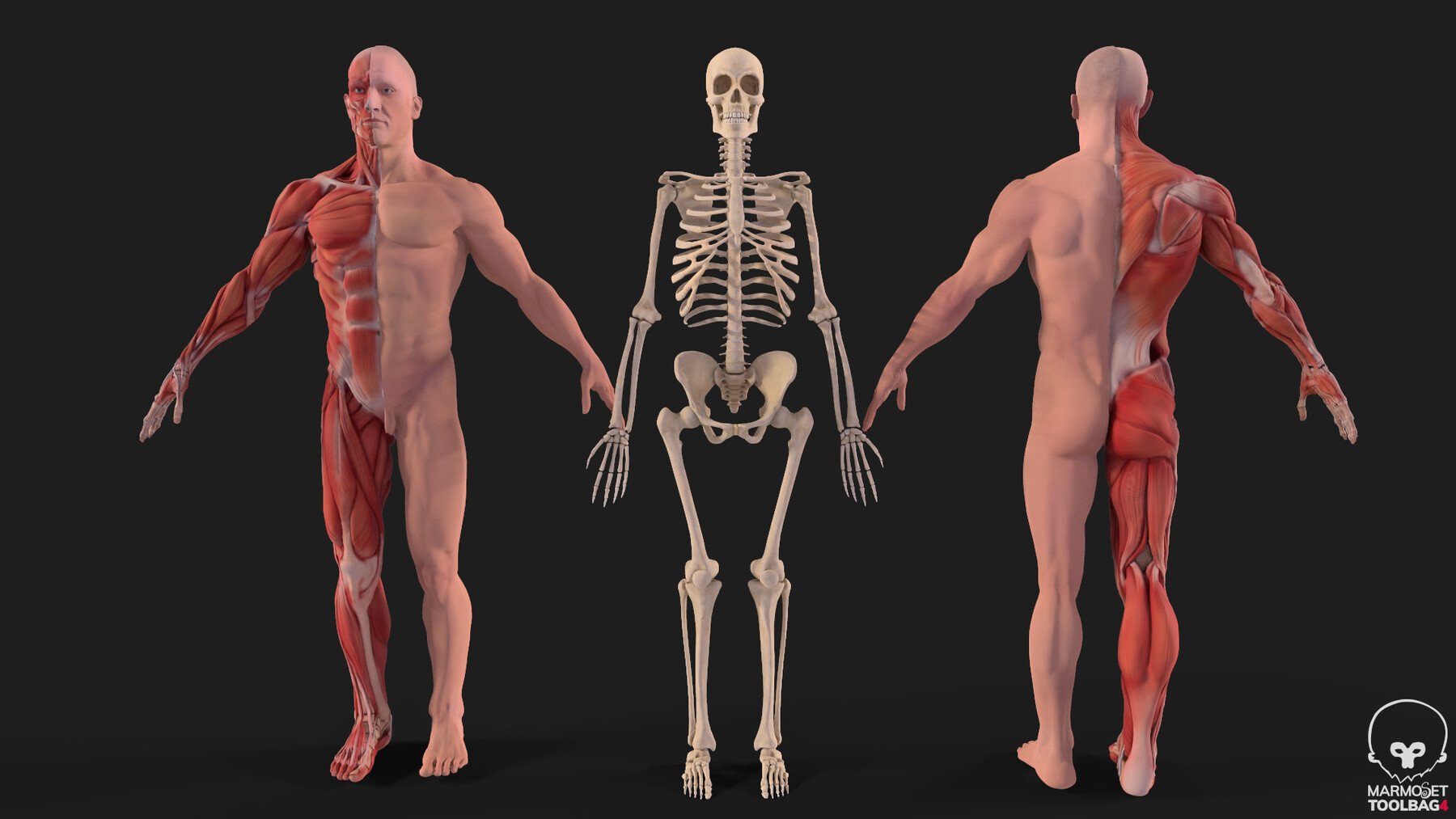 Detail Gambar 3d Manusia Full Body Nomer 6