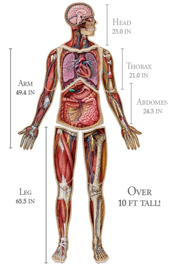 Detail Gambar 3d Manusia Full Body Nomer 7
