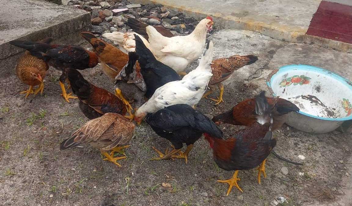 Detail Gambar 5 Ekor Ayam Untuk Membuat Soal Nomer 12