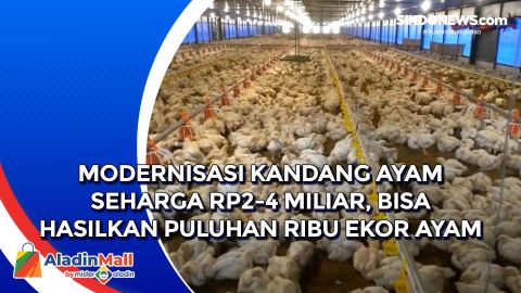 Download Gambar 5 Ekor Ayam Untuk Membuat Soal Nomer 25