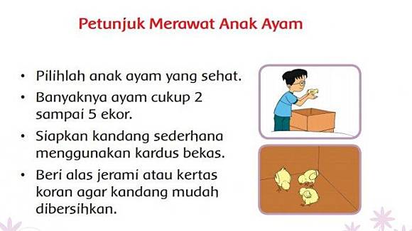 Detail Gambar 5 Ekor Ayam Untuk Membuat Soal Nomer 38