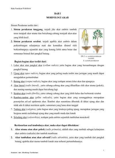 Detail Gambar Akar Batang Dan Daun Gambar Dau Dan Morfologinya Nomer 11