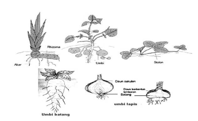 Detail Gambar Akar Batang Dan Daun Gambar Dau Dan Morfologinya Nomer 13