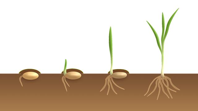 Detail Gambar Akar Batang Dan Daun Gambar Dau Dan Morfologinya Nomer 18