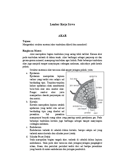 Detail Gambar Akar Batang Dan Daun Gambar Dau Dan Morfologinya Nomer 24