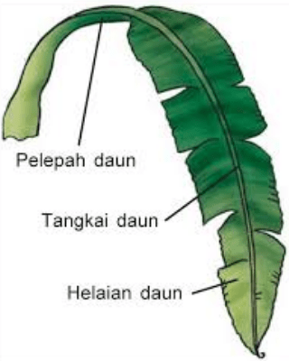 Detail Gambar Akar Batang Dan Daun Gambar Dau Dan Morfologinya Nomer 26