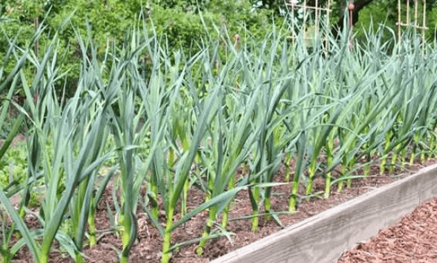 Detail Gambar Akar Batang Dan Daun Gambar Dau Dan Morfologinya Nomer 29