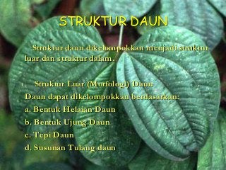 Detail Gambar Akar Batang Dan Daun Gambar Dau Dan Morfologinya Nomer 4