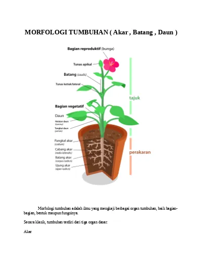 Detail Gambar Akar Batang Dan Daun Gambar Dau Dan Morfologinya Nomer 7