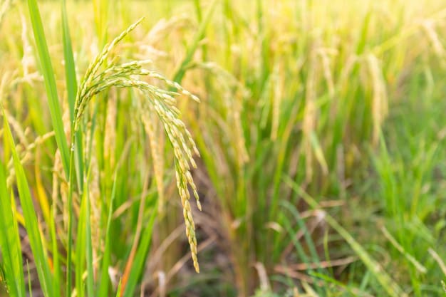 Detail Gambar Akar Batang Dan Daun Gambar Dau Dan Morfologinya Nomer 8