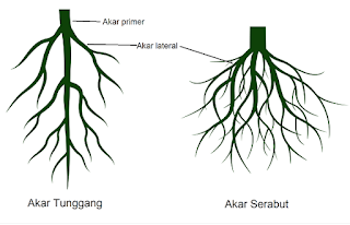 Detail Gambar Akar Batang Dan Daun Gambar Pohon Dan Morfologinya Nomer 18