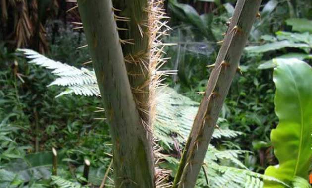 Detail Gambar Akar Batang Dan Daun Gambar Pohon Dan Morfologinya Nomer 23