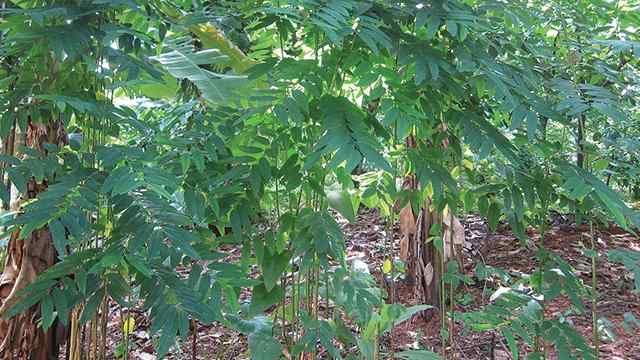 Detail Gambar Akar Batang Dan Daun Gambar Pohon Dan Morfologinya Nomer 32