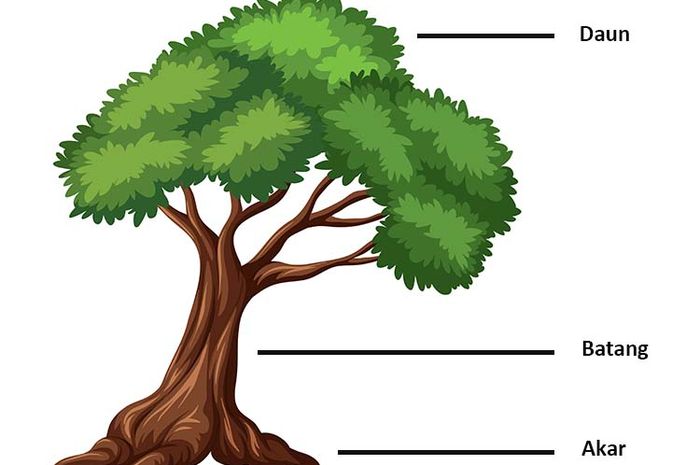 Detail Gambar Akar Batang Dan Daun Gambar Pohon Dan Morfologinya Nomer 4