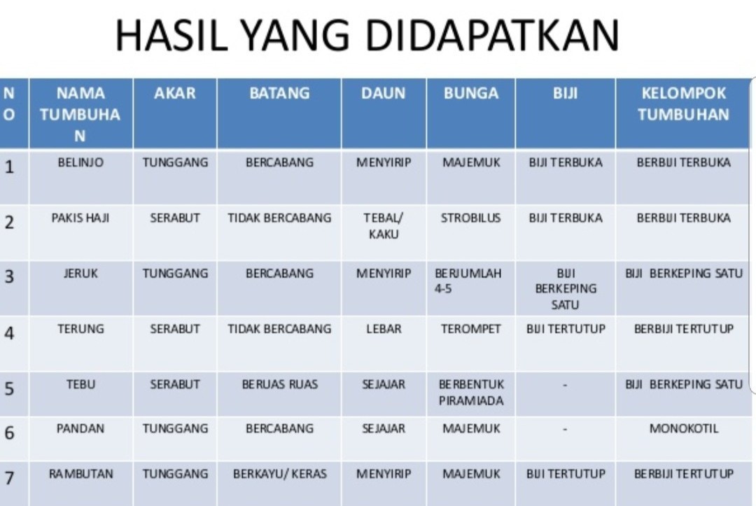 Detail Gambar Akar Batang Dan Daun Gambar Pohon Dan Morfologinya Nomer 37