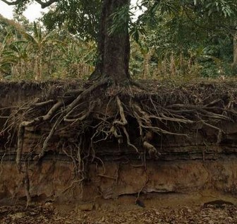 Detail Gambar Akar Batang Dan Daun Gambar Pohon Dan Morfologinya Nomer 39