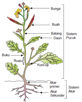 Detail Gambar Akar Batang Dan Daun Gambar Pohon Dan Morfologinya Nomer 5