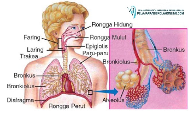 Detail Gambar Alat Alat Pernapasan Nomer 18