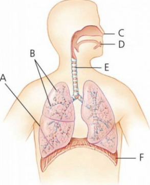 Detail Gambar Alat Alat Pernapasan Nomer 20