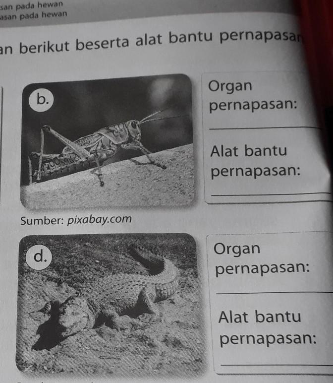 Detail Gambar Alat Alat Pernapasan Nomer 39