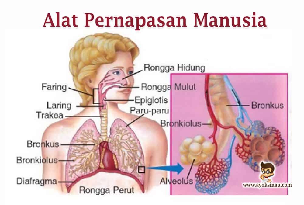 Detail Gambar Alat Alat Pernapasan Nomer 5