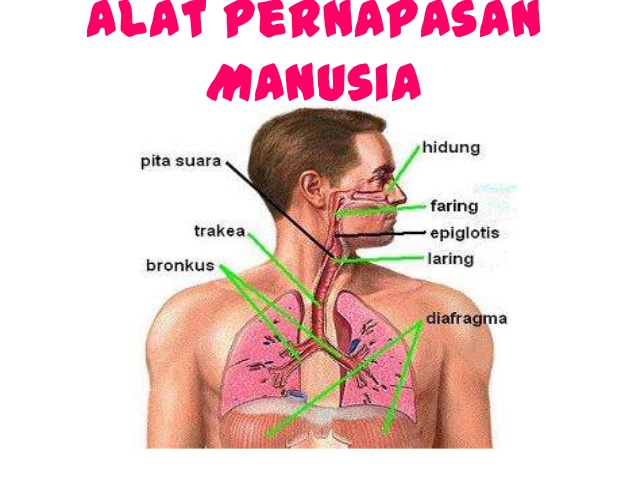 Detail Gambar Alat Alat Pernapasan Nomer 7