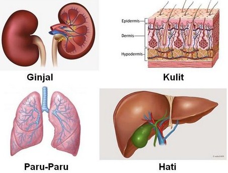 Detail Gambar Alat Ekskresi Nmanusia Nomer 2